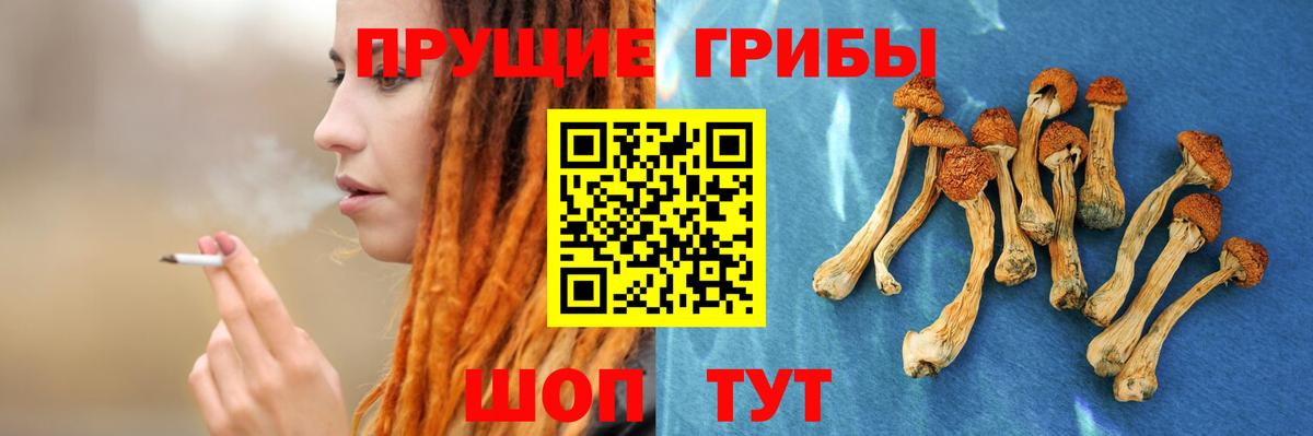 что такое   Псилоцибиновые грибы прущие грибы  Вход с VPN  Сибай  Псилоцибиновые грибы Cubensis 